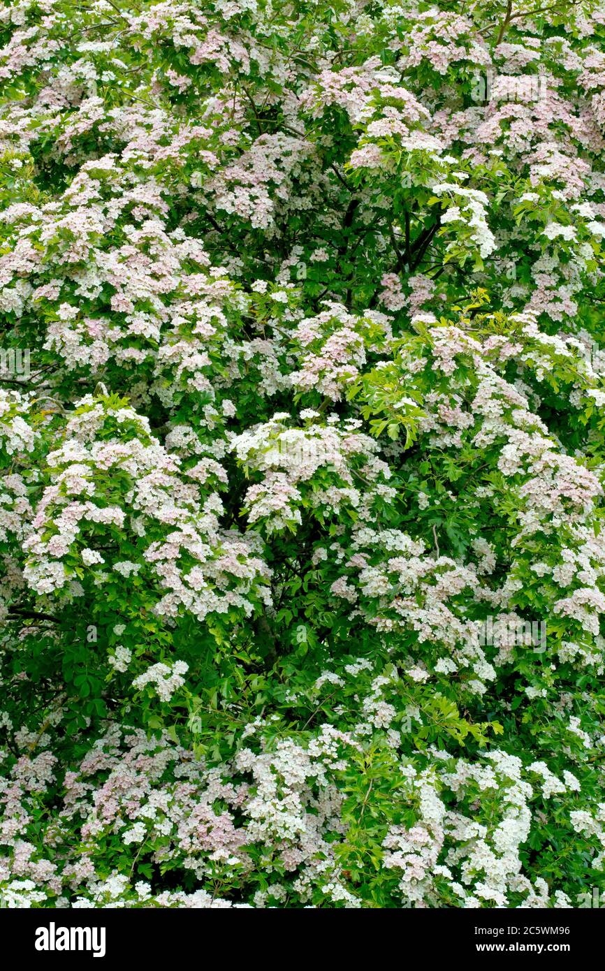 Biancospino (crataegus monogyna), conosciuto anche come albero di maggio o Whitethorn, un colpo di un albero coperto di fiori in primavera. Foto Stock