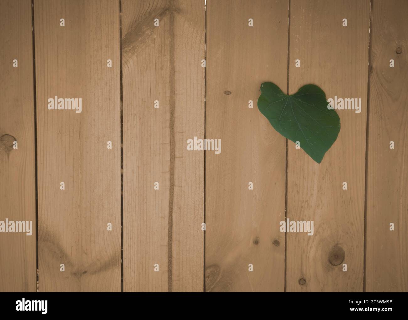 Una foglia a forma di cuore si sguancia attraverso una fessura in una recinzione di legno o muro. Foto Stock