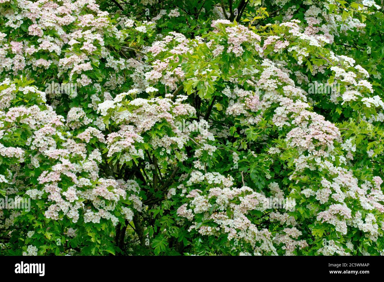 Biancospino (crataegus monogyna), conosciuto anche come albero di maggio o Whitethorn, un colpo di un albero coperto di fiori in primavera. Foto Stock