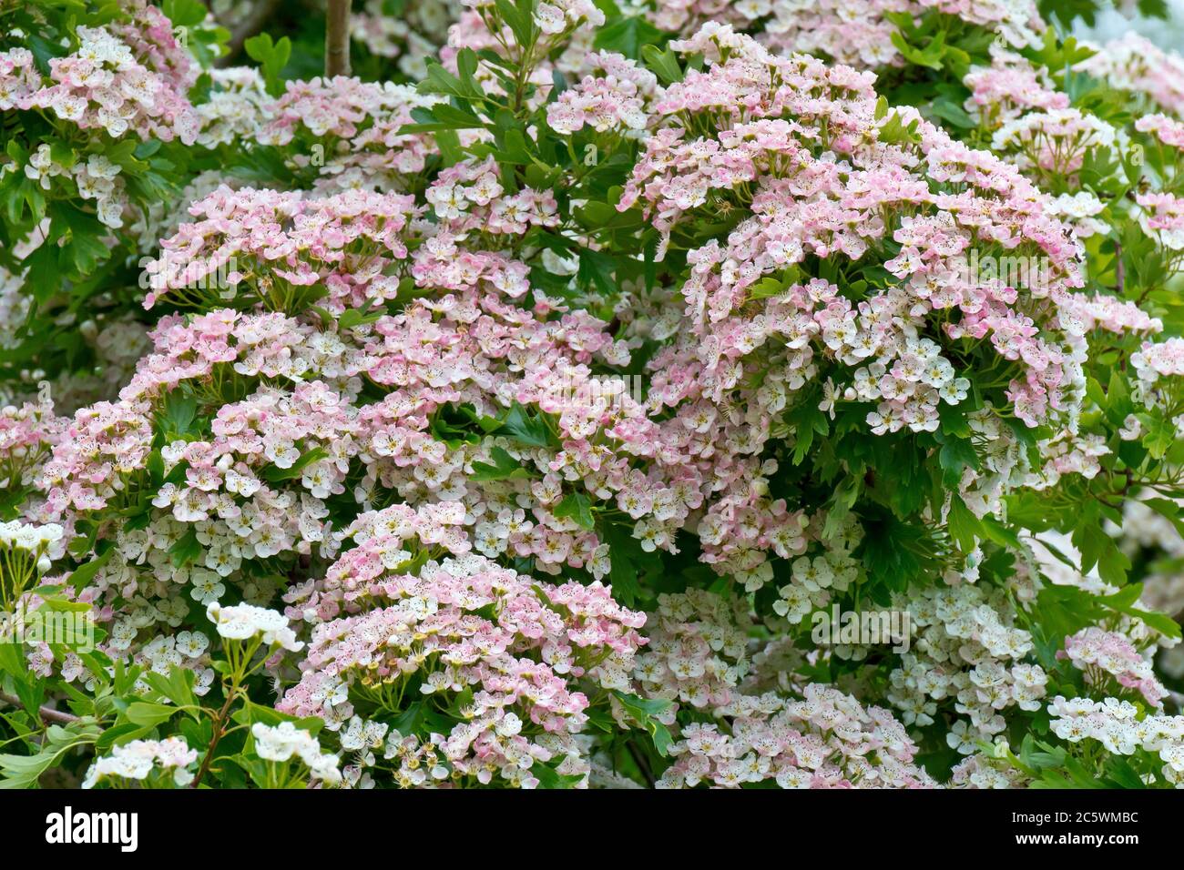 Biancospino (crataegus monogyna), conosciuto anche come albero di maggio o Whitethorn, un colpo di un albero coperto di fiori in primavera. Foto Stock