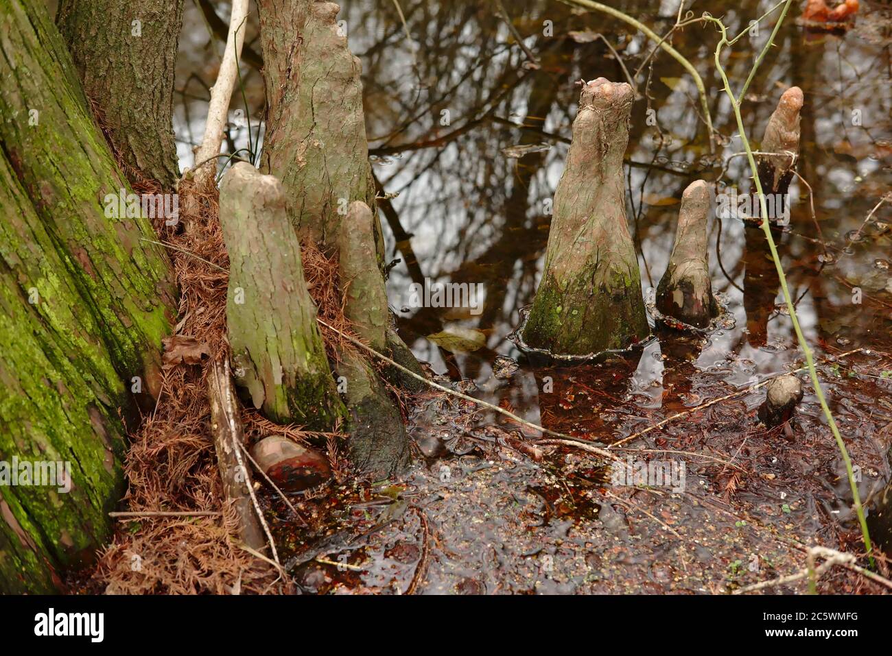 Il Parco Statale di Trap Pond contiene una delle poche zone rimaste della Grande palude del Cipresso, a cavallo di tre stati della Penisola di Delmarva. Foto Stock