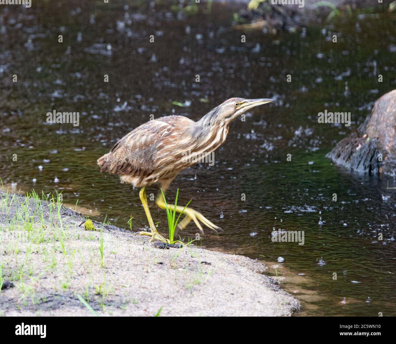 Un bittaro americano, Botaurus lentiginosus, un uccello che pervade la famiglia degli aironi, vicino a uno stagno nelle montagne Adirondack, NY USA sotto la pioggia. Foto Stock