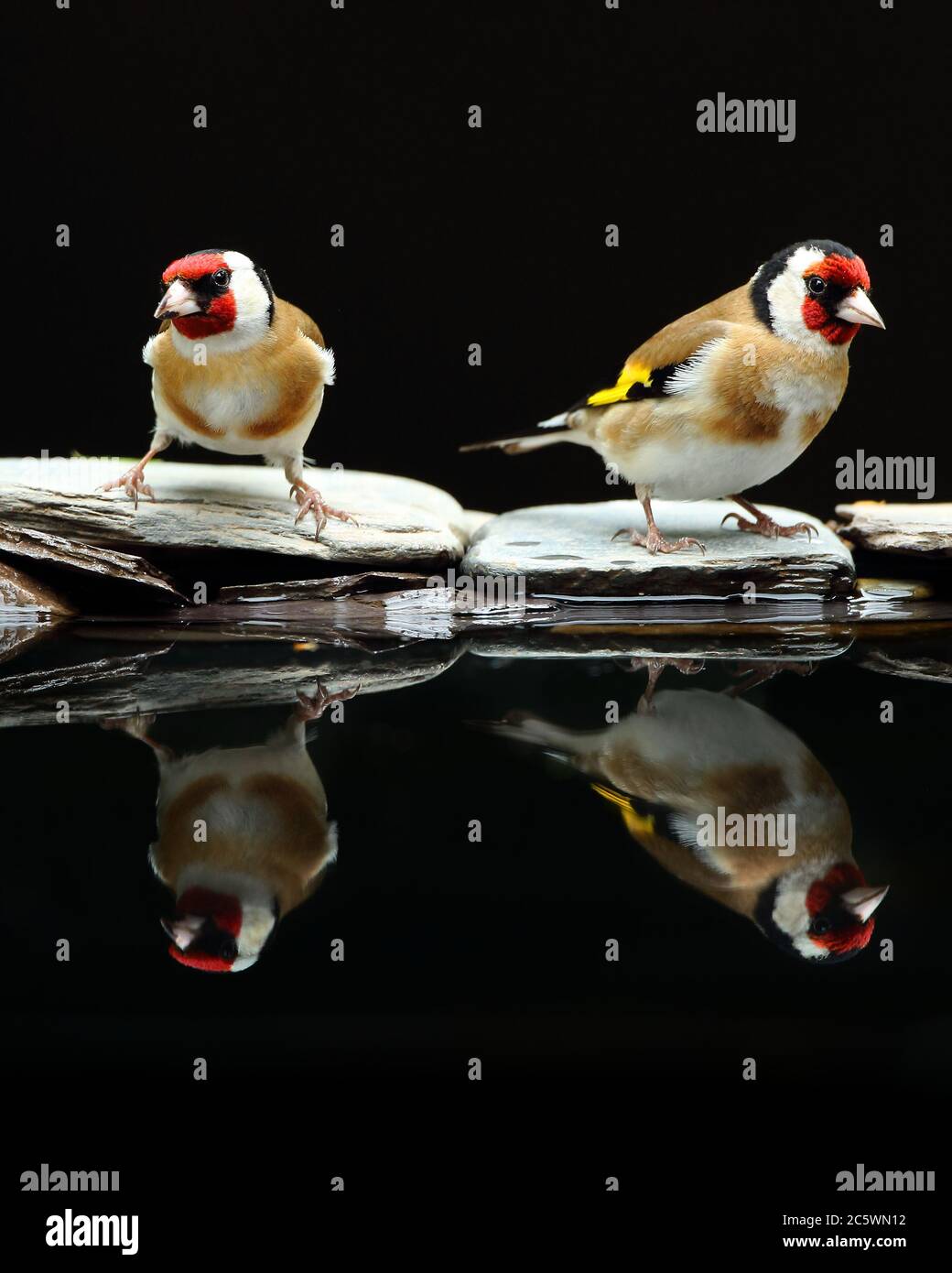 Riflesso di un paio di adulti europei di Goldfinch (Carduelis carduelis), che mostrano un piumaggio caratteristico mentre beve a bordo piscina. Derbyshire, Regno Unito Primavera 2020 Foto Stock