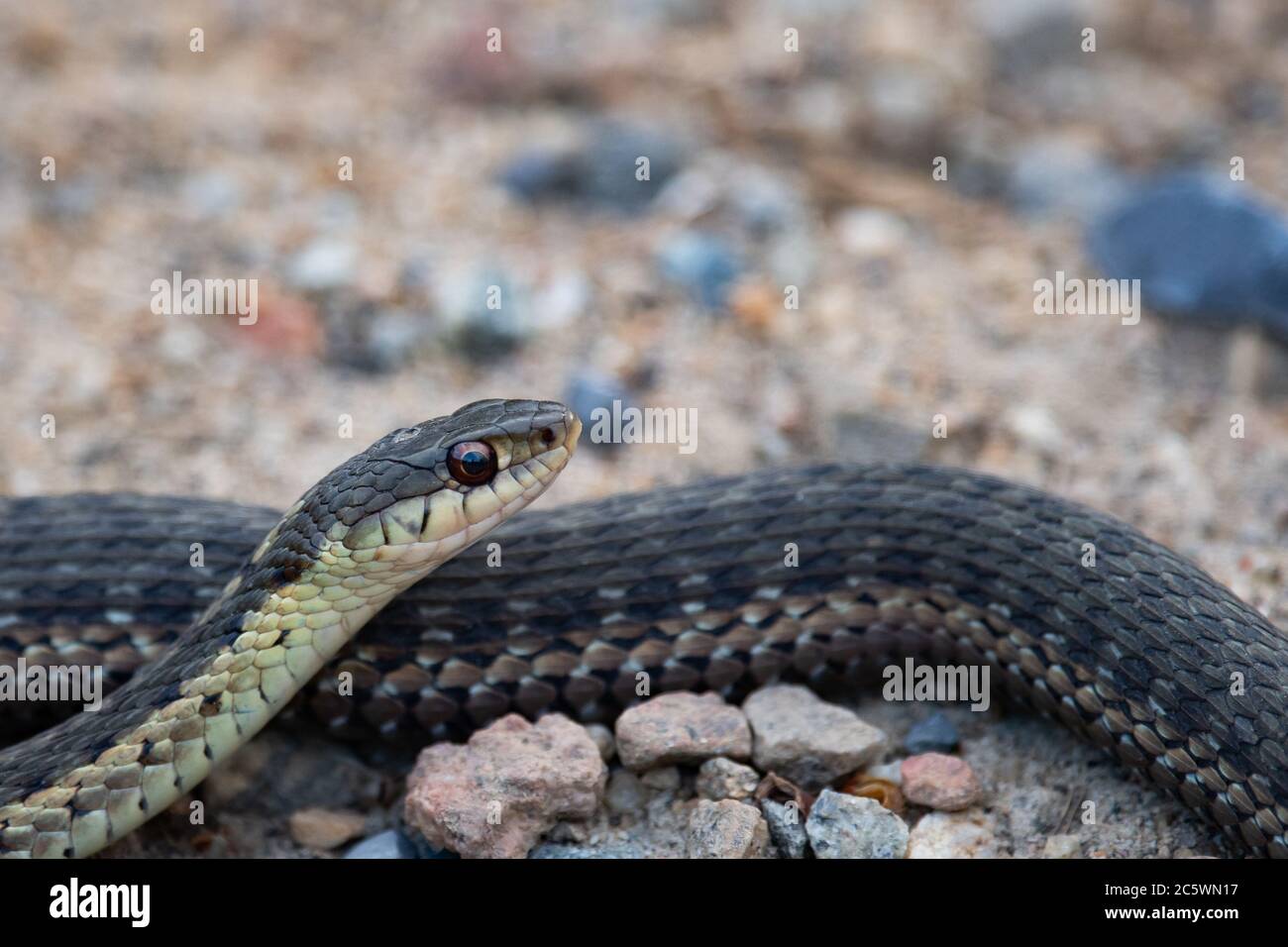 Un serpente comune di garter, Thamnophis sirtalis, su una strada ghiaiata nel deserto di Adirondack. Foto Stock