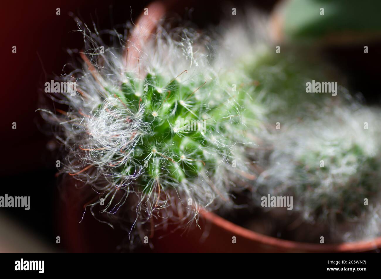 Cactus peloso in pianta giardino botanico della serra. Macrofotografia botanica per l'illustrazione del cactus. Foto Stock
