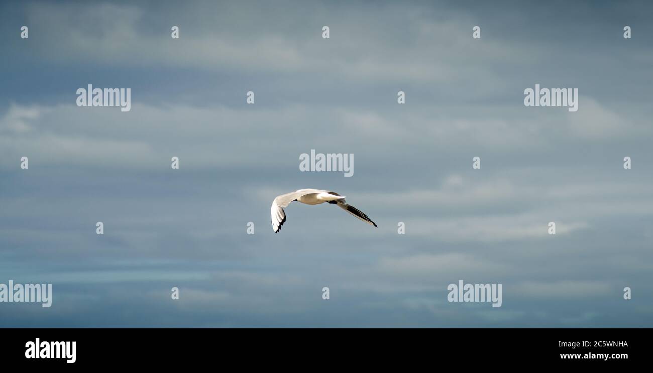 Gabbiano in volo contro un cielo blu e nuvoloso, ascendente con ali sparse. Foto Stock