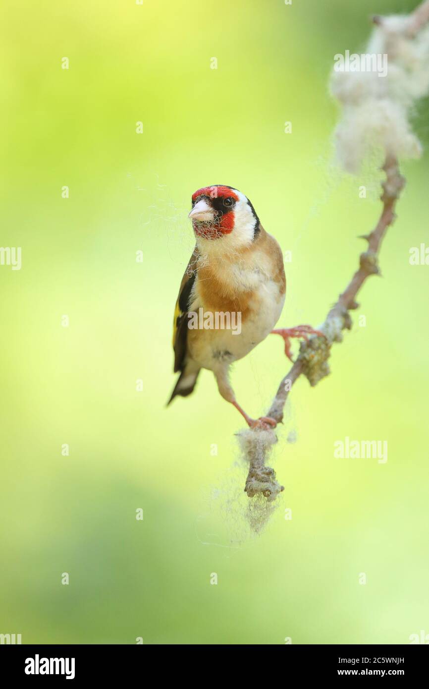 Adulto europeo Goldfinch (Carduelis carduelis) appollaiato sulla branca mostrando piumaggio. Derbyshire, Regno Unito Primavera 2020 Foto Stock