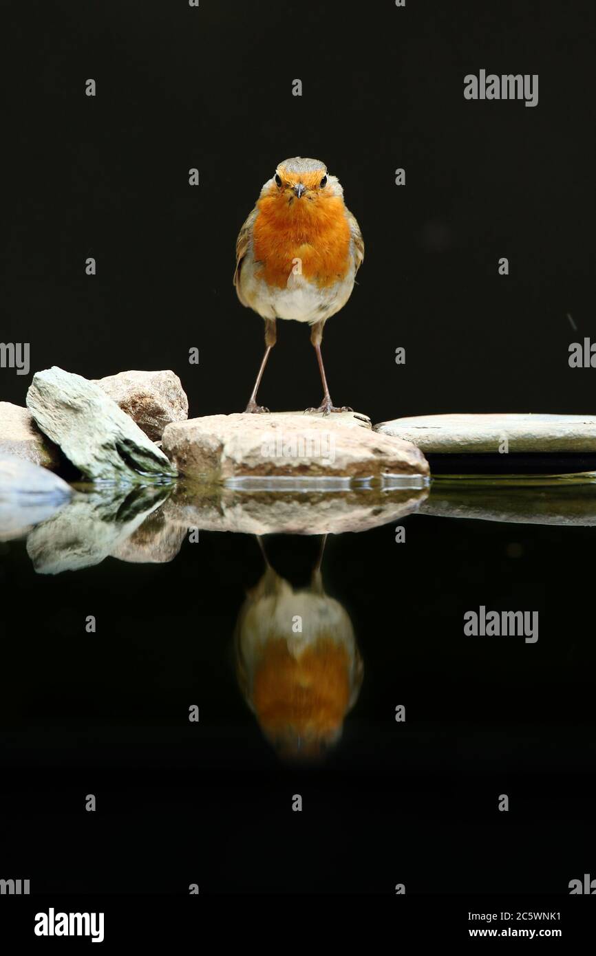 Riflessione europea Robin (Erithacus rufecula). Sfondo scuro sottoesposto. Derbyshire, Regno Unito 2020 Foto Stock