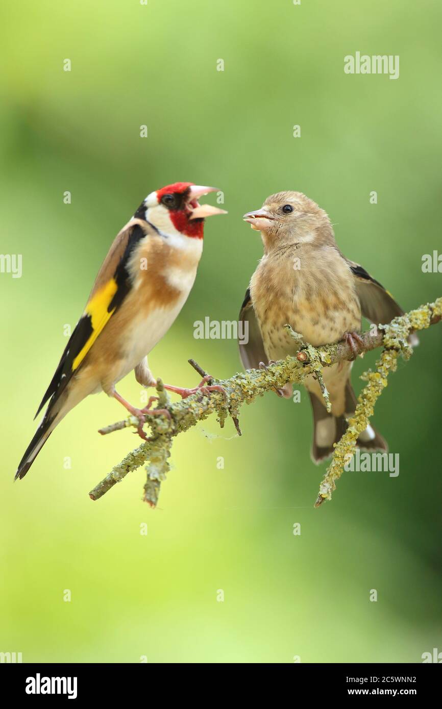 European Goldfinch (Carduelis carduelis), adulto che allatta giovani. Derbyshire, Regno Unito Primavera 2020 Foto Stock