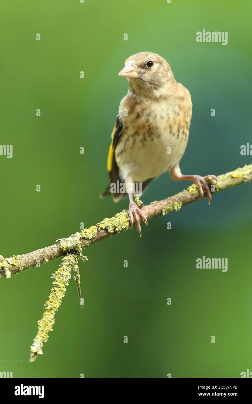Giovane europeo Goldfinch (Carduelis carduelis) arroccato sulla filiale. Primavera 2020, Derbyshire, Regno Unito Foto Stock