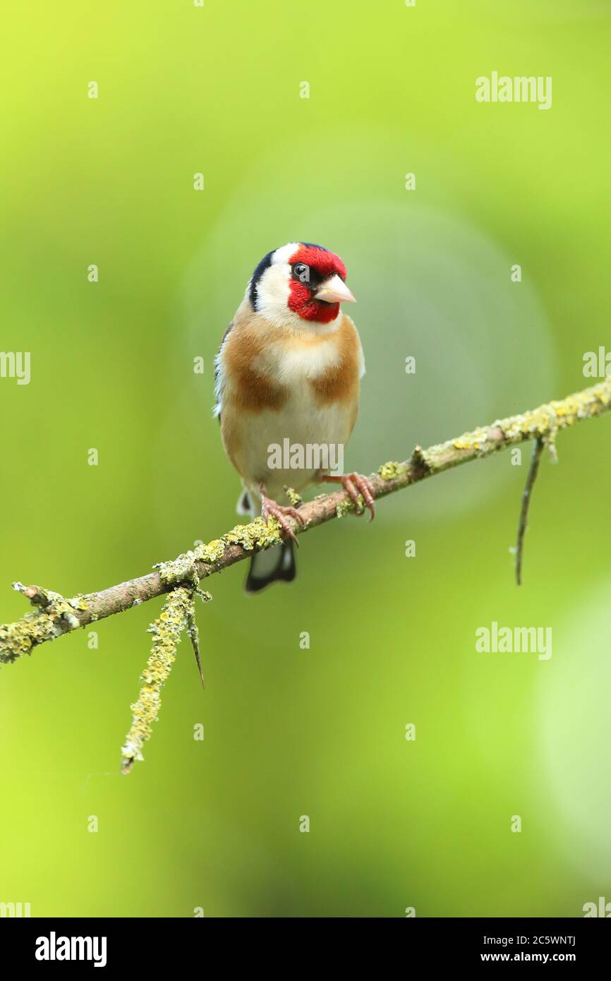 Adulto europeo Goldfinch (Carduelis carduelis) appollaiato sulla branca mostrando piumaggio. Derbyshire, Regno Unito Primavera 2020 Foto Stock