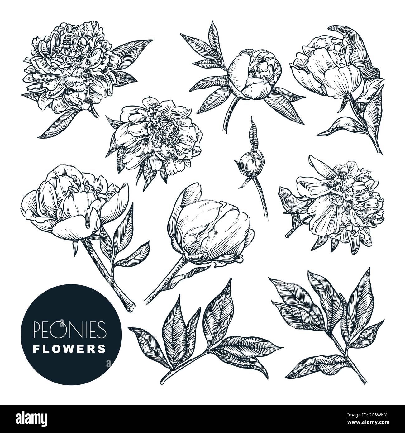 Set di fiori peonie, illustrazione di schizzi vettoriali. Elementi di design floreali disegnati a mano. Fiore di peonia, foglie e gemme isolate su sfondo bianco Illustrazione Vettoriale