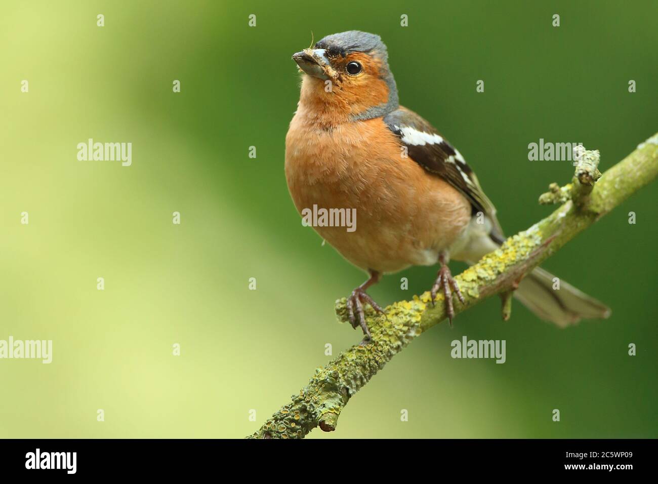 Estate piumaggio maschio Chaffinch comune (Fringilla coelebs), con cibo per i giovani. Derbyshire, Regno Unito 2020 Foto Stock