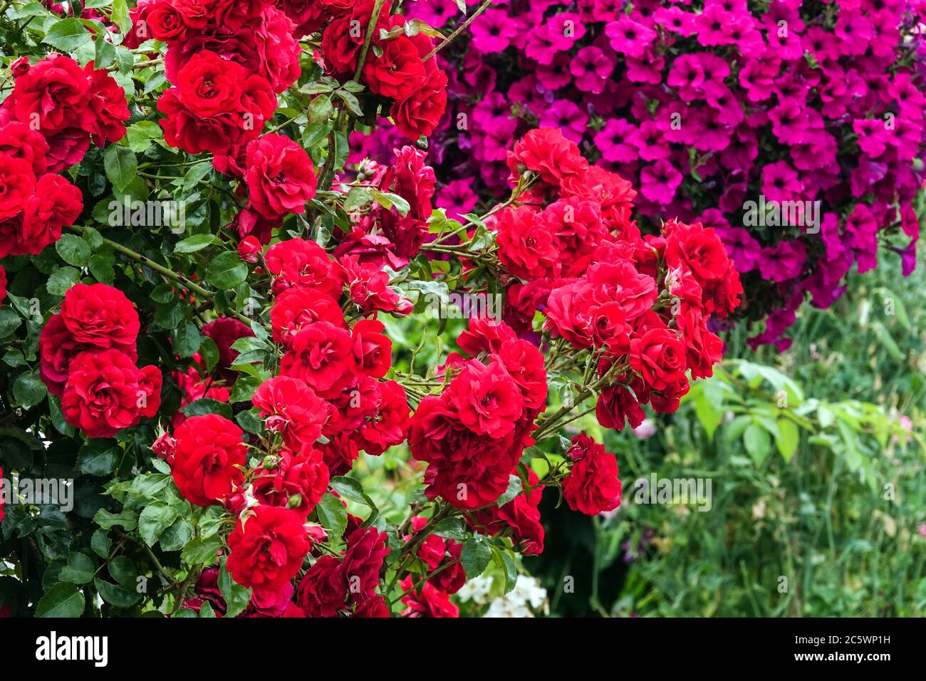 Rosso giardino di rose petunia rose rampicanti rosse Foto Stock