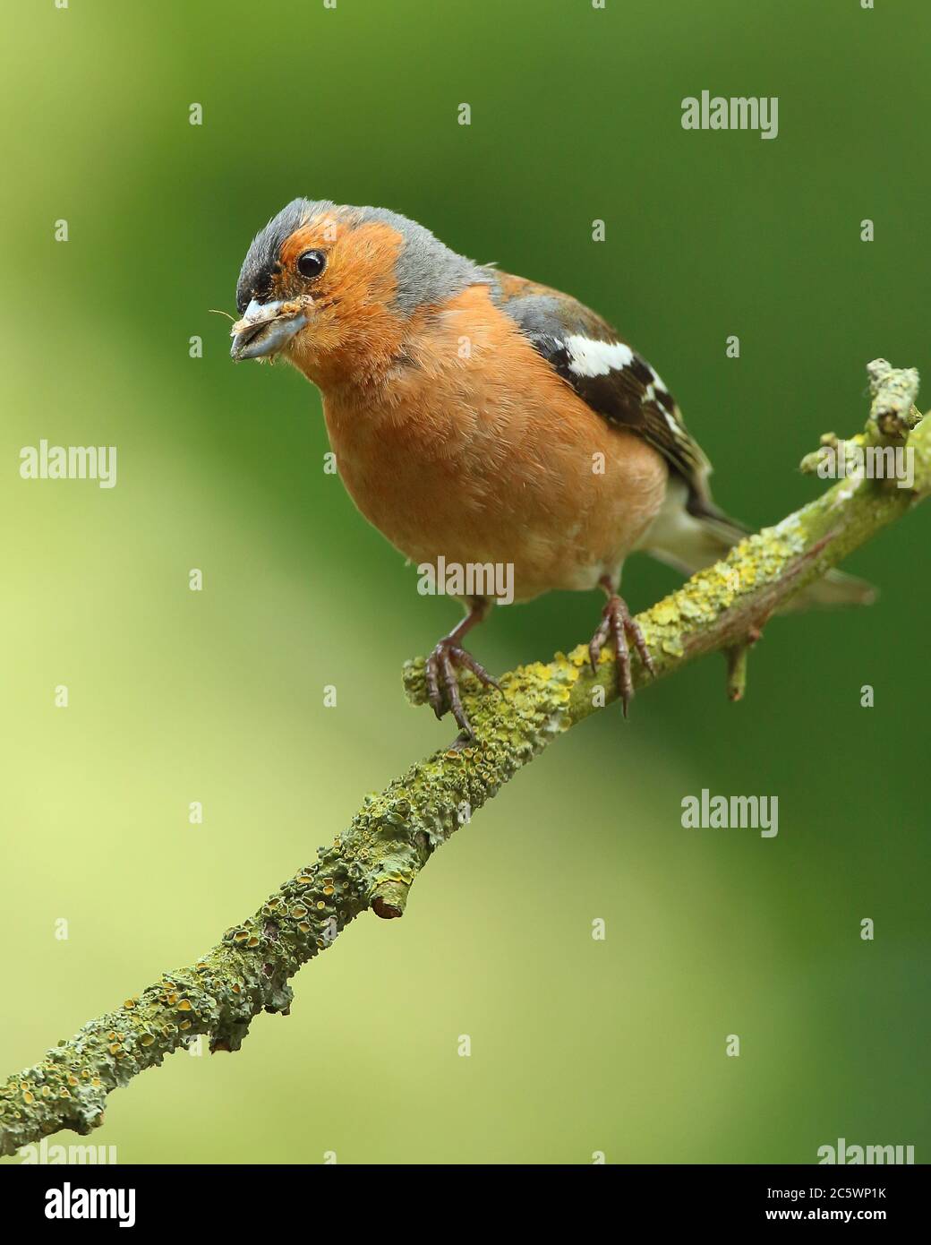 Estate piumaggio maschio Chaffinch comune (Fringilla coelebs), con cibo per i giovani. Derbyshire, Regno Unito 2020 Foto Stock