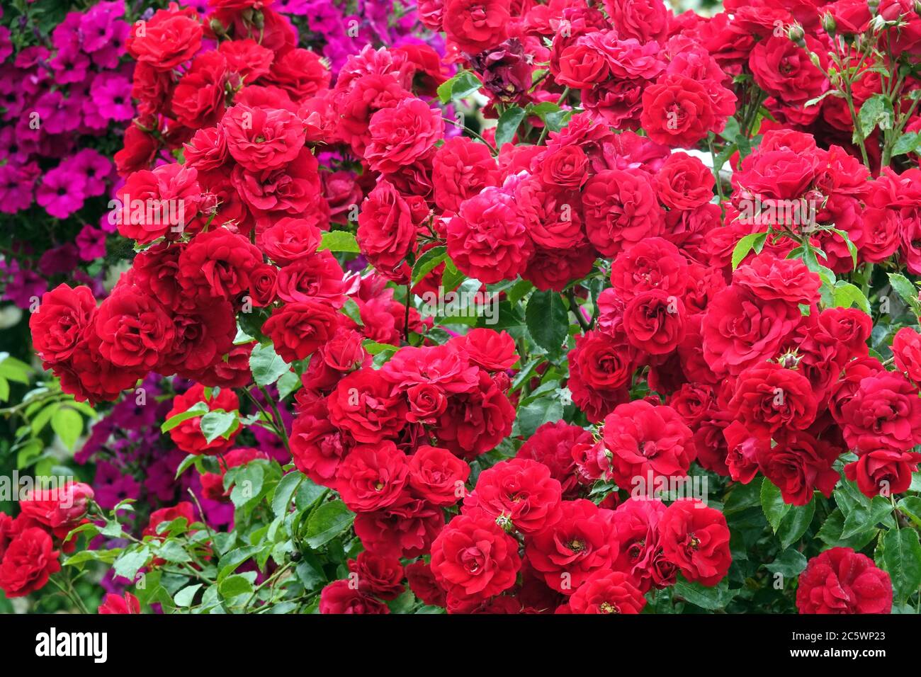 Rosso rose giardino Rosa Amadeus Foto Stock
