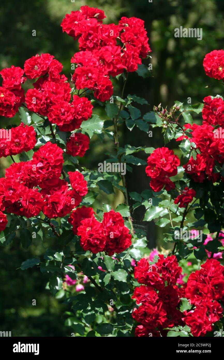Rosso giardino rose rosso arbusto rose luglio Foto Stock