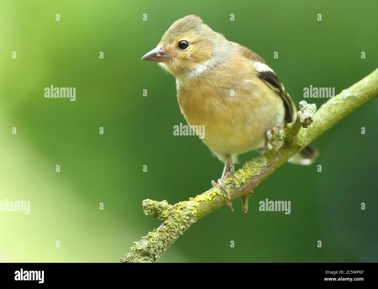 Femmina comune Chaffinch (Fringilla coelebs), arroccato sul ramo. Derbyshire, Regno Unito 2020 Foto Stock