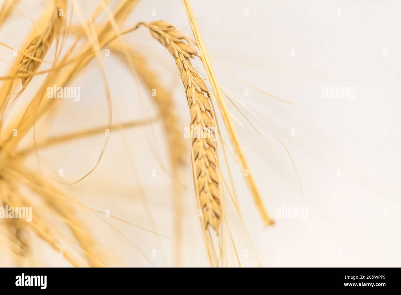 primo piano di orecchie di grano su sfondo bianco, fuoco selettivo Foto Stock