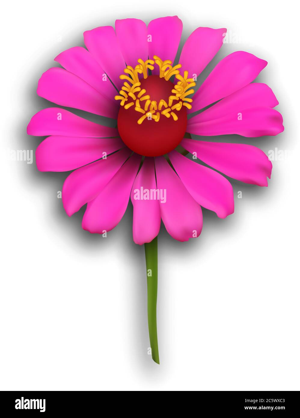 un fiore di zinnia magenta in un'arte vettoriale realistica e dettagliata Illustrazione Vettoriale