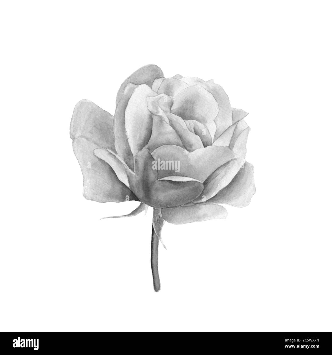 Rosa. Illustrazione botanica in bianco e nero disegnata a mano. Oggetto  realistico isolato su sfondo bianco per il tuo progetto Foto stock - Alamy
