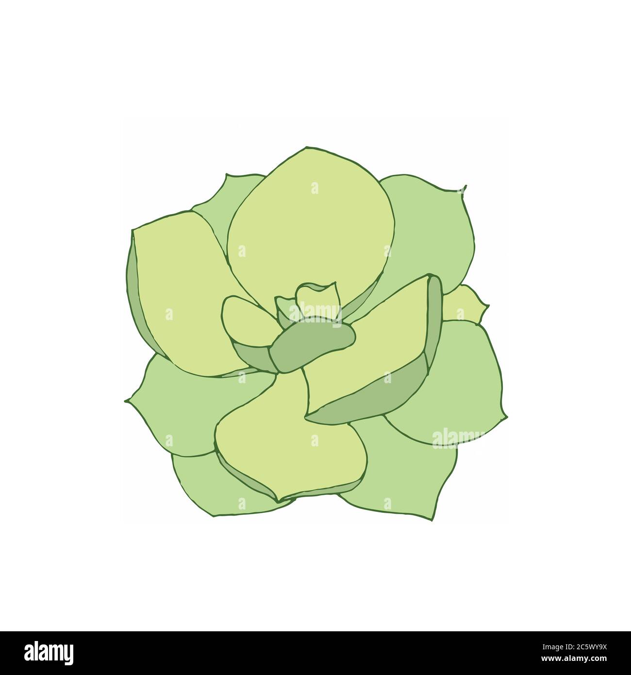 Illustrazione vettoriale di una pianta verde succulente echeveria, vista dall'alto isolata su sfondo bianco Foto Stock