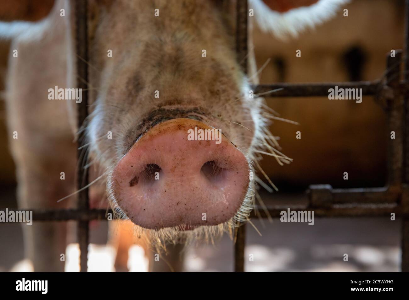 Maiale rosa con muso umido in recinzione. Closeup di serpente di porco. Riconoscimento intelligente del profumo di maiale e olfaction. Abilità olfattiva di maiale domestico. Muso o naso Foto Stock