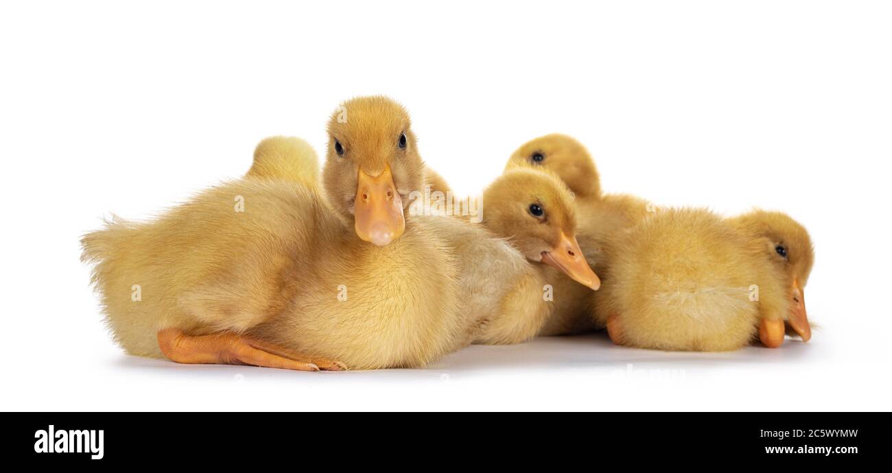 Gruppo di pulcini d'anatra di dieci giorni, che si stendono da vicino insieme. Guardando verso la fotocamera. Isolato su sfondo bianco. Foto Stock