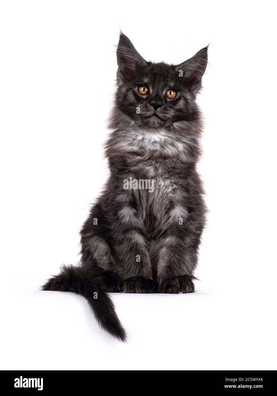 Maestoso cucciolo di gatto Maine Coon fumo nero, seduto di fronte.  Guardando verso la fotocamera con gli occhi dorati. Isolato su sfondo  bianco Foto stock - Alamy