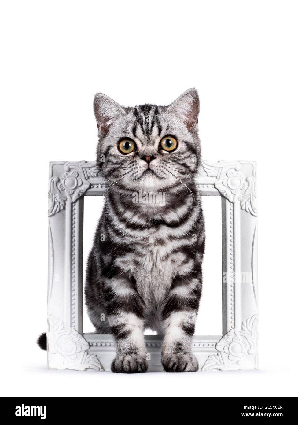 Dolce gattino di gatto inglese Shorthair, in piedi attraverso cornice  fotografica bianca. Guardando verso la fotocamera con occhi grandi. Isolato  su sfondo bianco Foto stock - Alamy