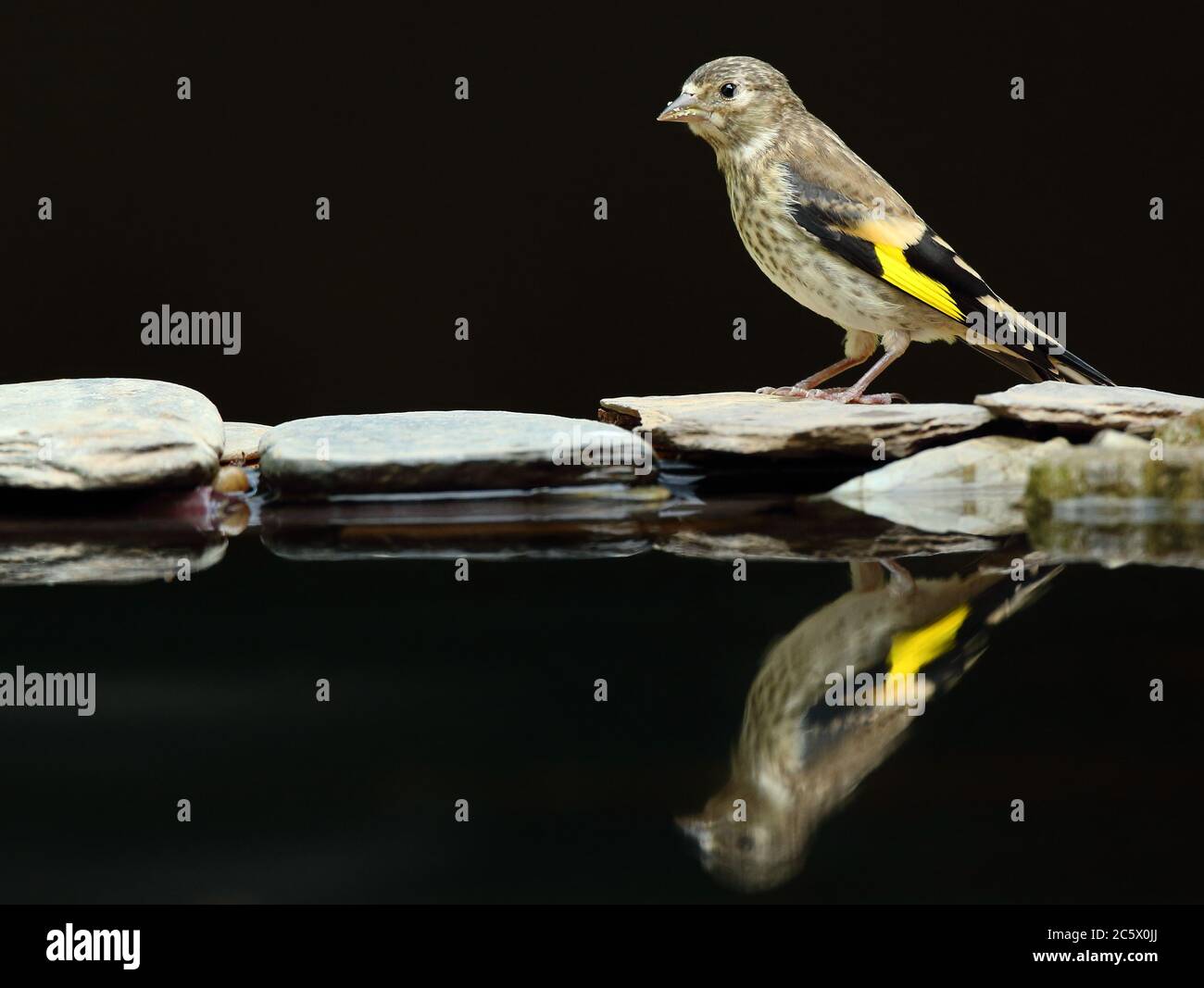 Riflessione di Juvenile European Goldfinch (Carduelis carduelis), che mostra una vista laterale del piumaggio immaturo. Derbyshire, Regno Unito Primavera 2020 Foto Stock