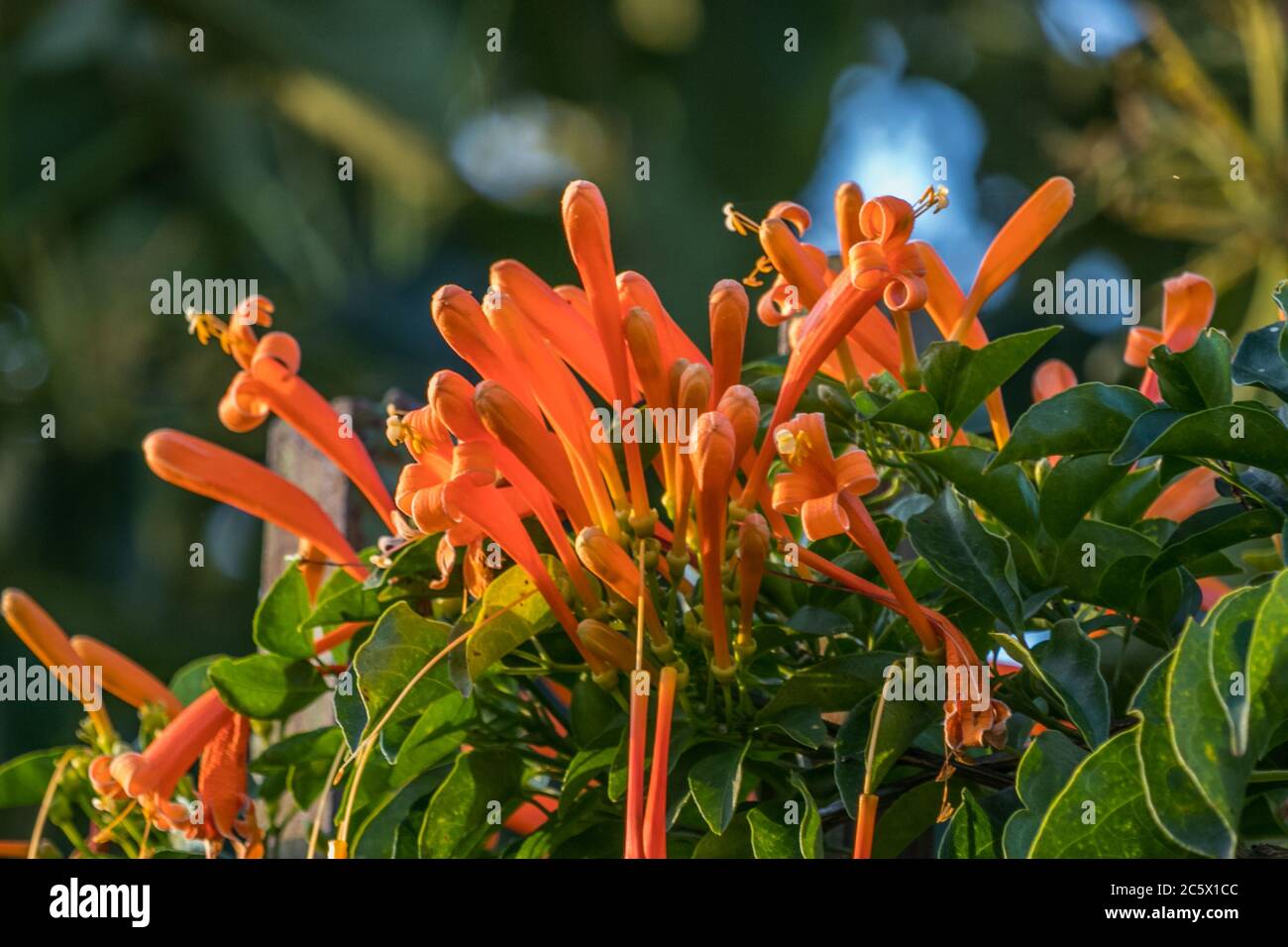 Immagine in primo piano dei fiori della pianta bignonia Foto Stock