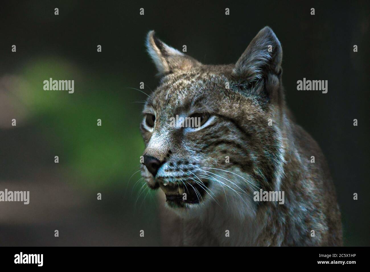 Lynx bobcat nella foresta Foto Stock