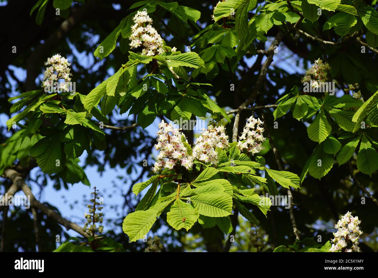 Fiore cavallo-castagno o conker (Aesculus hippocastanum), famiglia di frutti di mare (Sapindaceae) Primavera nel villaggio olandese di Bergen. Paesi Bassi Foto Stock