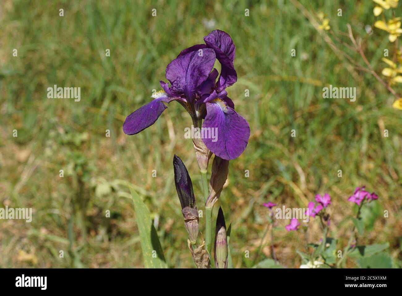 Iris bearded o l'iris bearded tedesco (Iris germanica) fiorente in un giardino olandese. Famiglia Iridaceae. Primavera, Bergen, Olanda aprile Foto Stock