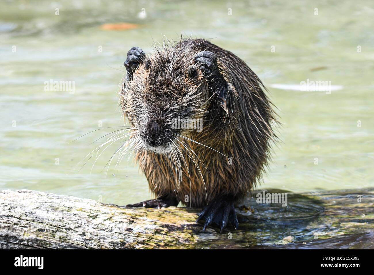 Nutria che gioca in acqua Foto Stock