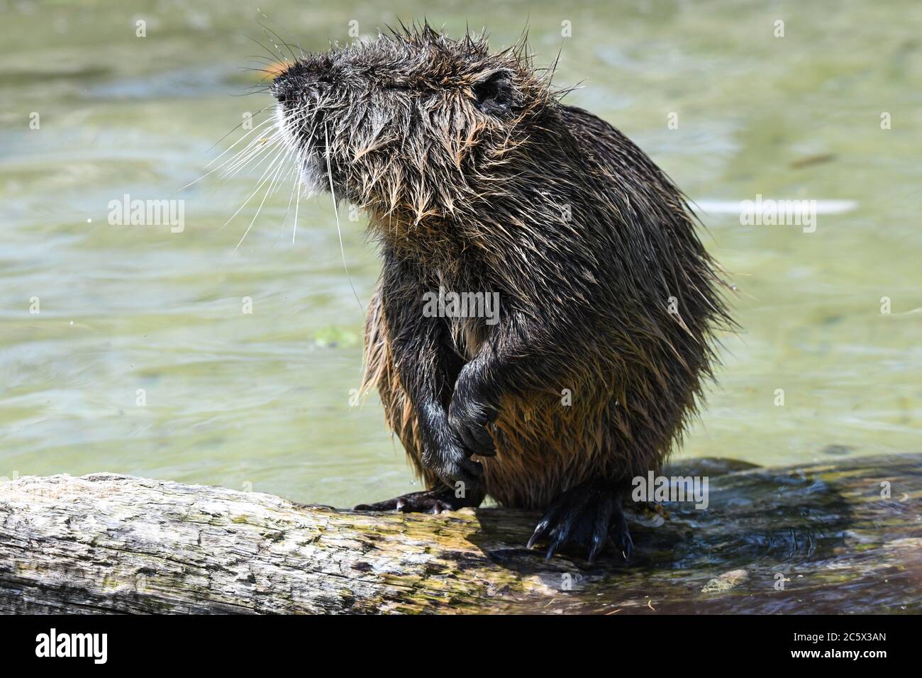 Nutria che gioca in acqua Foto Stock