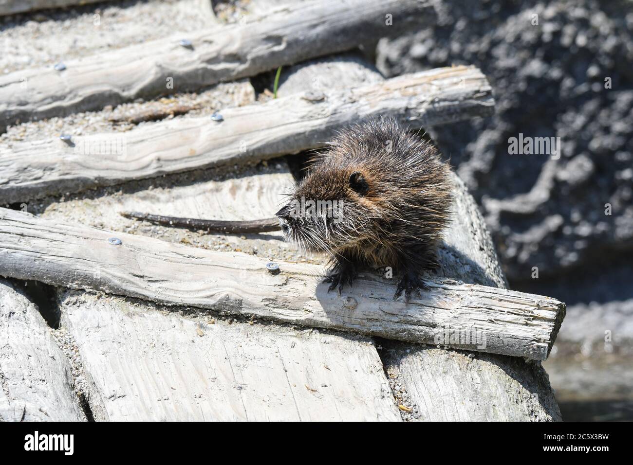 Nutria che gioca in acqua Foto Stock