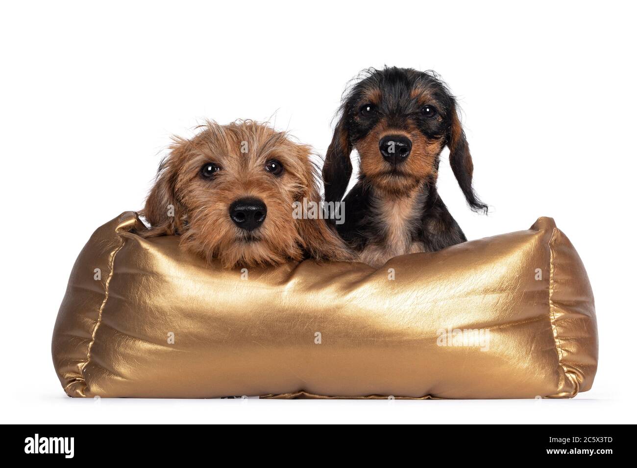 Due adorabili cuccioli di Wirehair Kanninchen Dachshund, che si stendono sul bordo e si siedono in cestino d'oro. Guardare direttamente la fotocamera con gli occhi luminosi e scuri. È Foto Stock