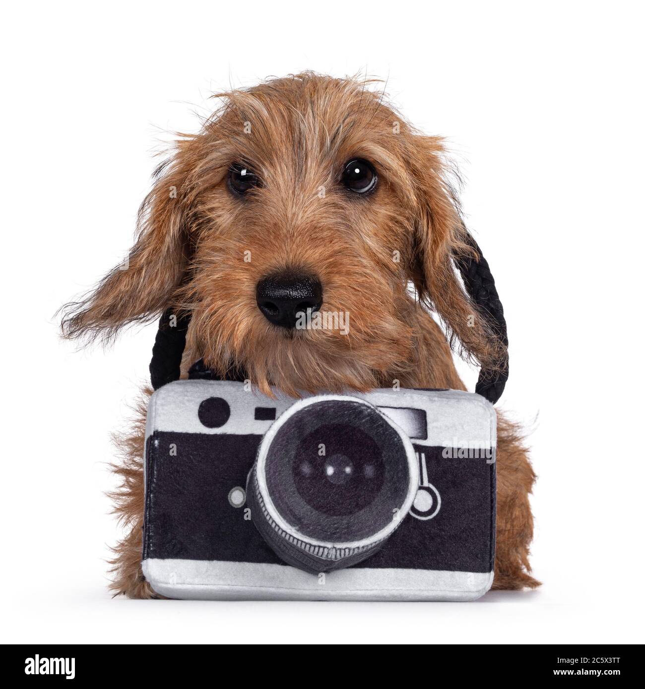 Adorabile cucino Wirehair Kanninchen Dachshund, indossando una fotocamera giocattolo intorno al collo. Guardare direttamente la fotocamera con gli occhi luminosi e scuri. Isolato su bianco b Foto Stock