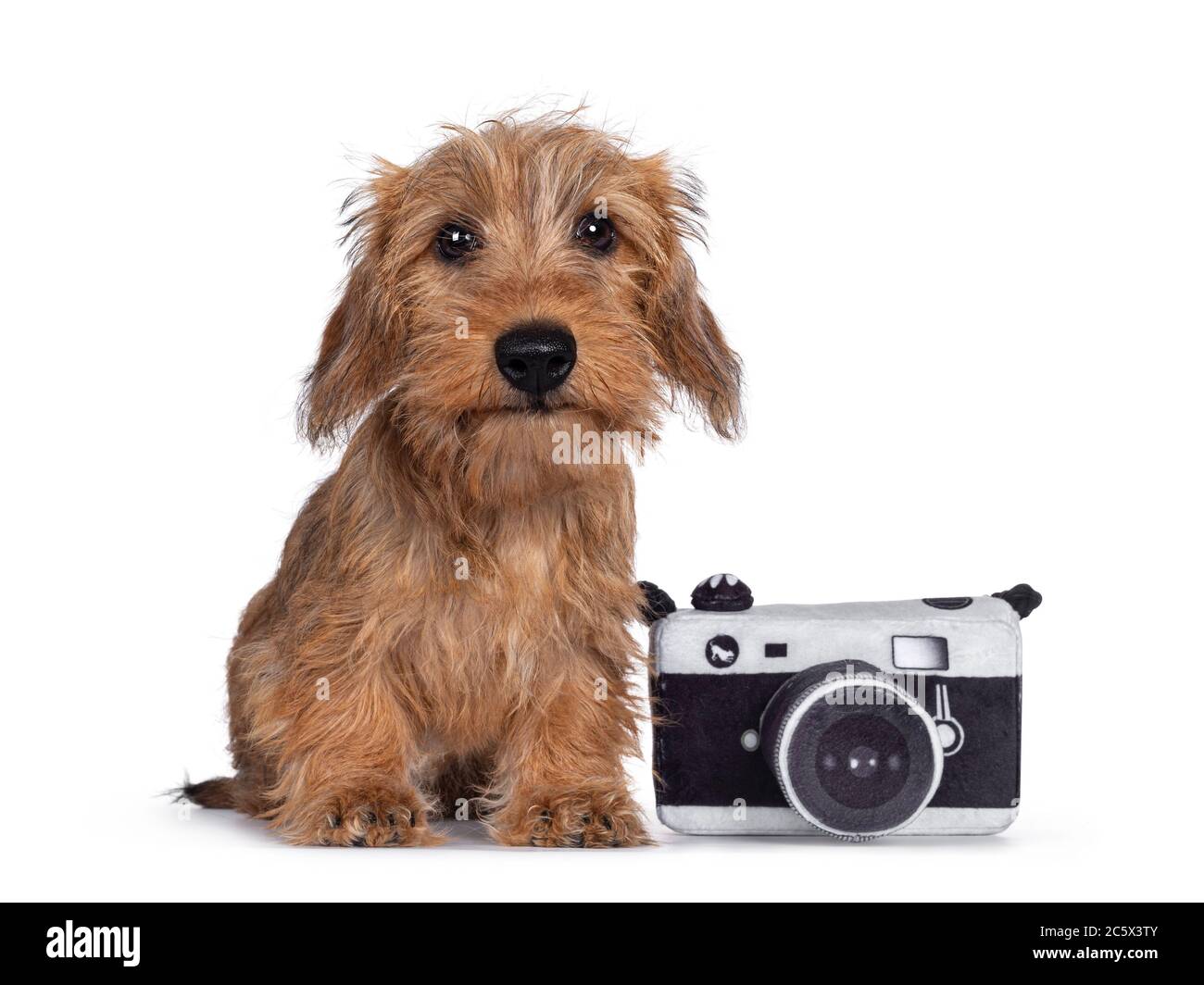 Adorabile Wirehair Kanninchen Dachshund cucito accanto a una macchina fotografica giocattolo. Guardare direttamente la fotocamera con gli occhi luminosi e scuri. Isolato su sfondo bianco Foto Stock