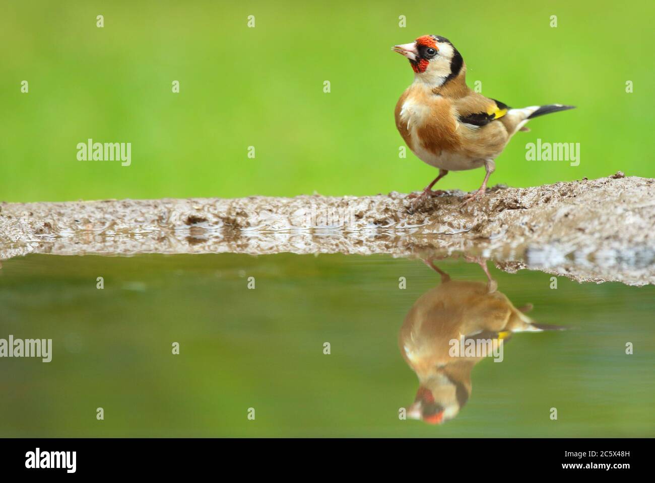 Adulto europeo Goldfinch (Carduelis carduelis) riflessione mentre giù per bere da fango piscina. Derbyshire, Regno Unito Primavera 2020 Foto Stock