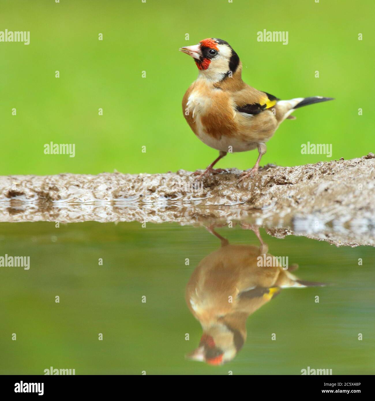 Adulto europeo Goldfinch (Carduelis carduelis) riflessione mentre giù per bere da fango piscina. Derbyshire, Regno Unito Primavera 2020 Foto Stock