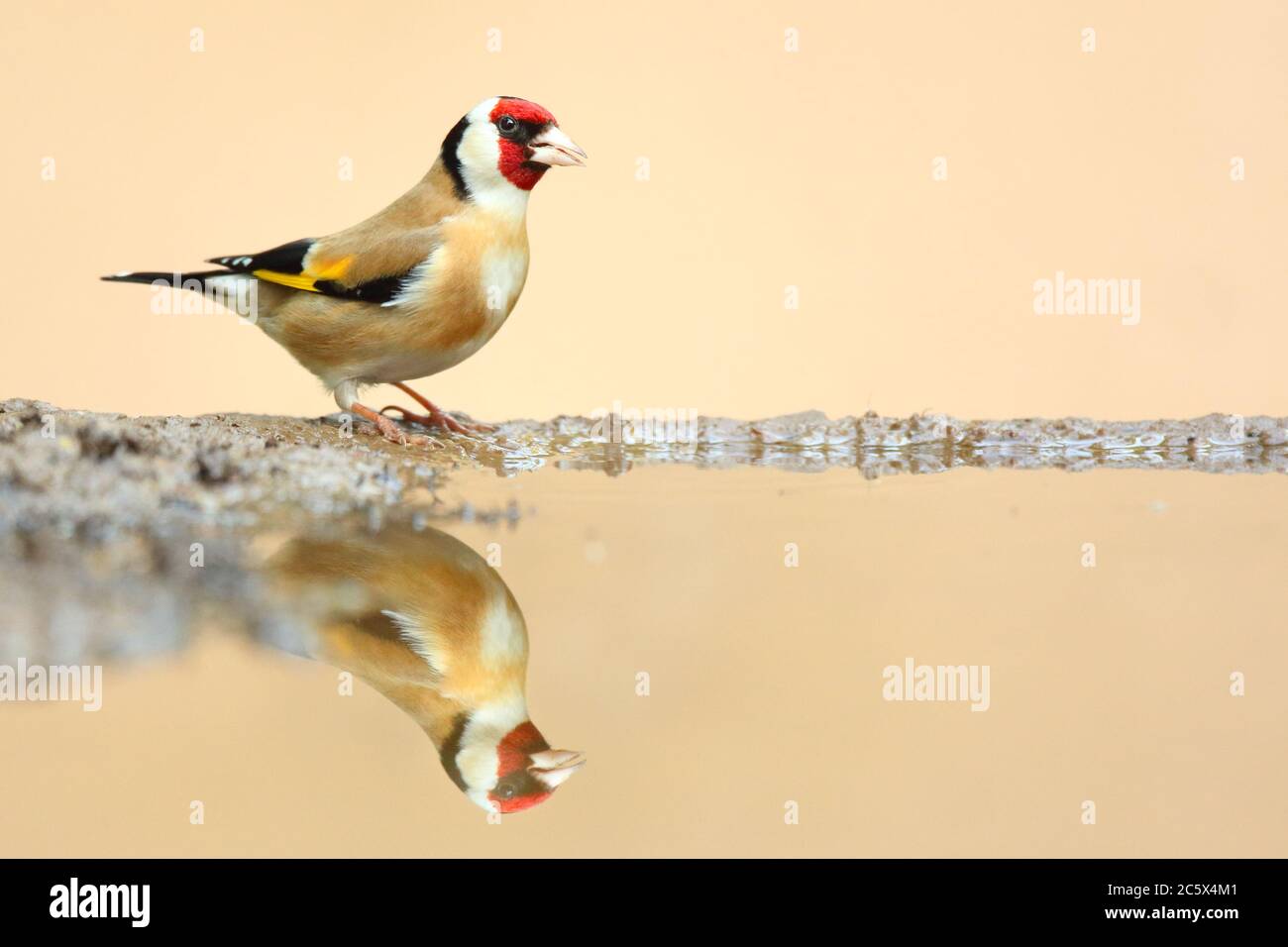Adulto europeo Goldfinch (Carduelis carduelis) riflessione mentre giù per bere da fango piscina. Derbyshire, Regno Unito Primavera 2020 Foto Stock