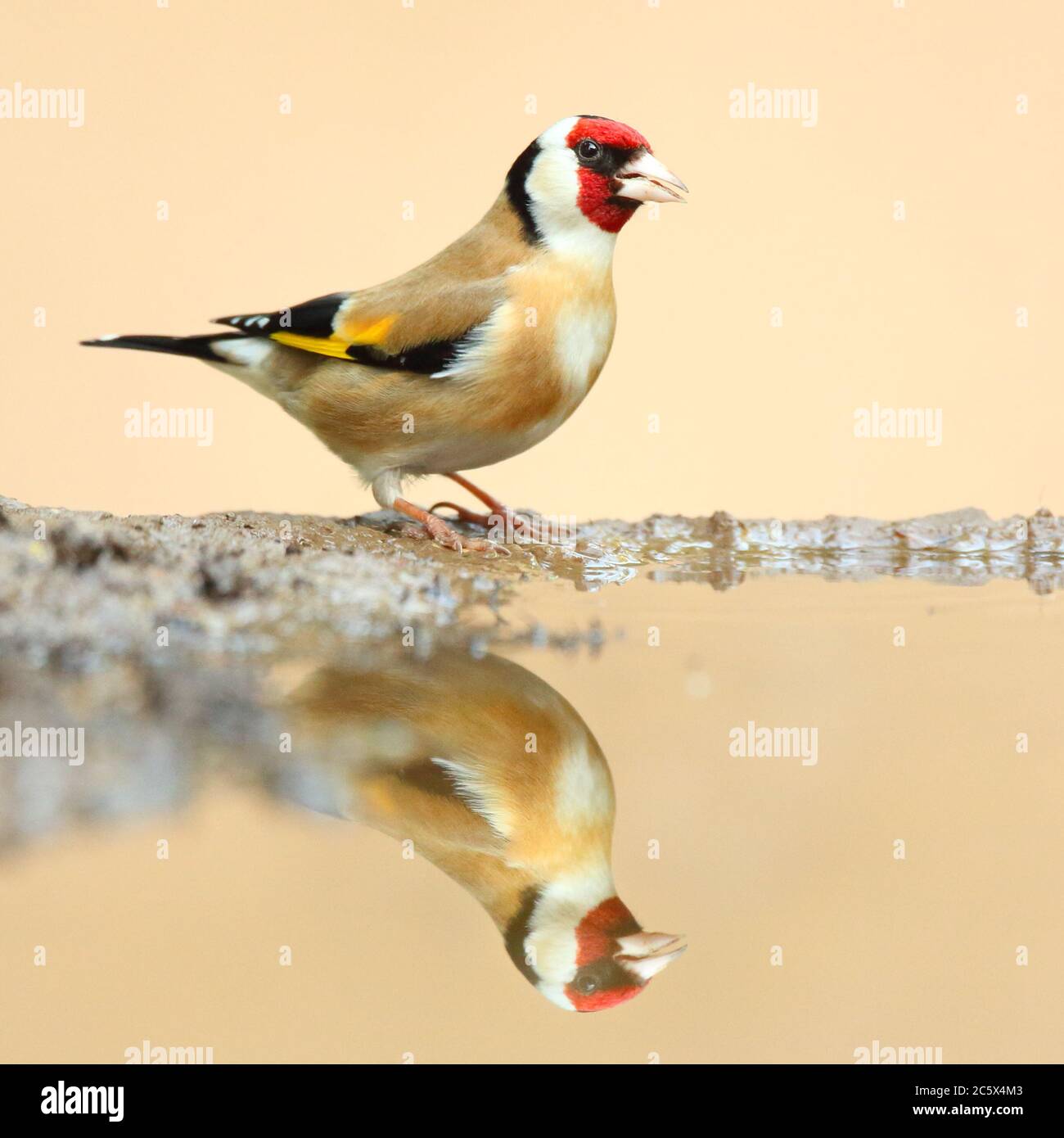 Adulto europeo Goldfinch (Carduelis carduelis) riflessione mentre giù per bere da fango piscina. Derbyshire, Regno Unito Primavera 2020 Foto Stock