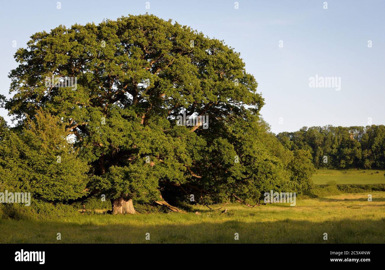Grande antico albero di quercia inglese situato in prati pascoli con fiori selvatici. Luce calda alla fine della giornata estiva. Foto Stock