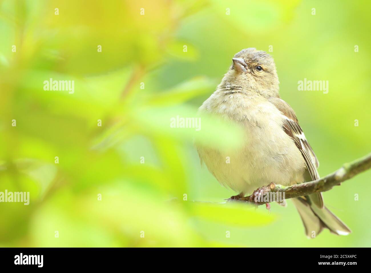 Femmina comune Chaffinch (Fringilla coelebs) Derbyshire, Regno Unito 2020 Foto Stock