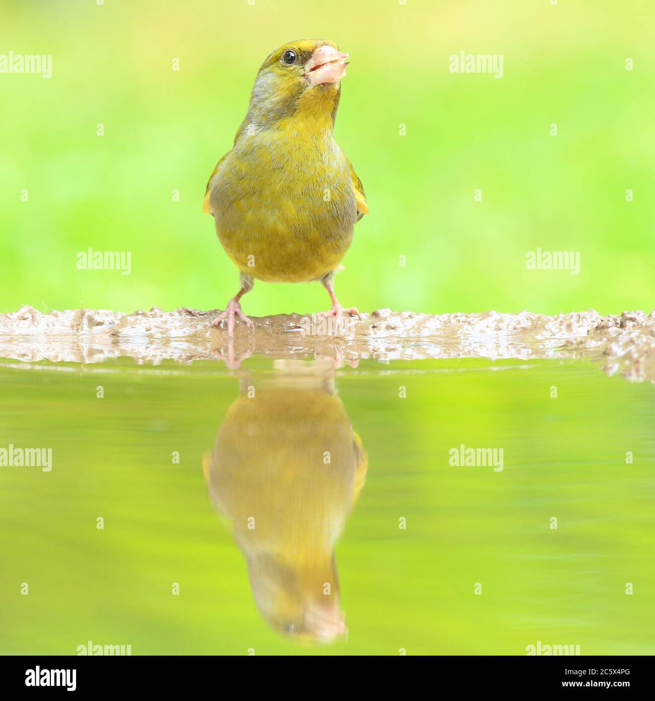 Verdino europeo (Chloris Chloris), riflesso maschile adulto in piscina. Derbyshire, Regno Unito 2020 Foto Stock