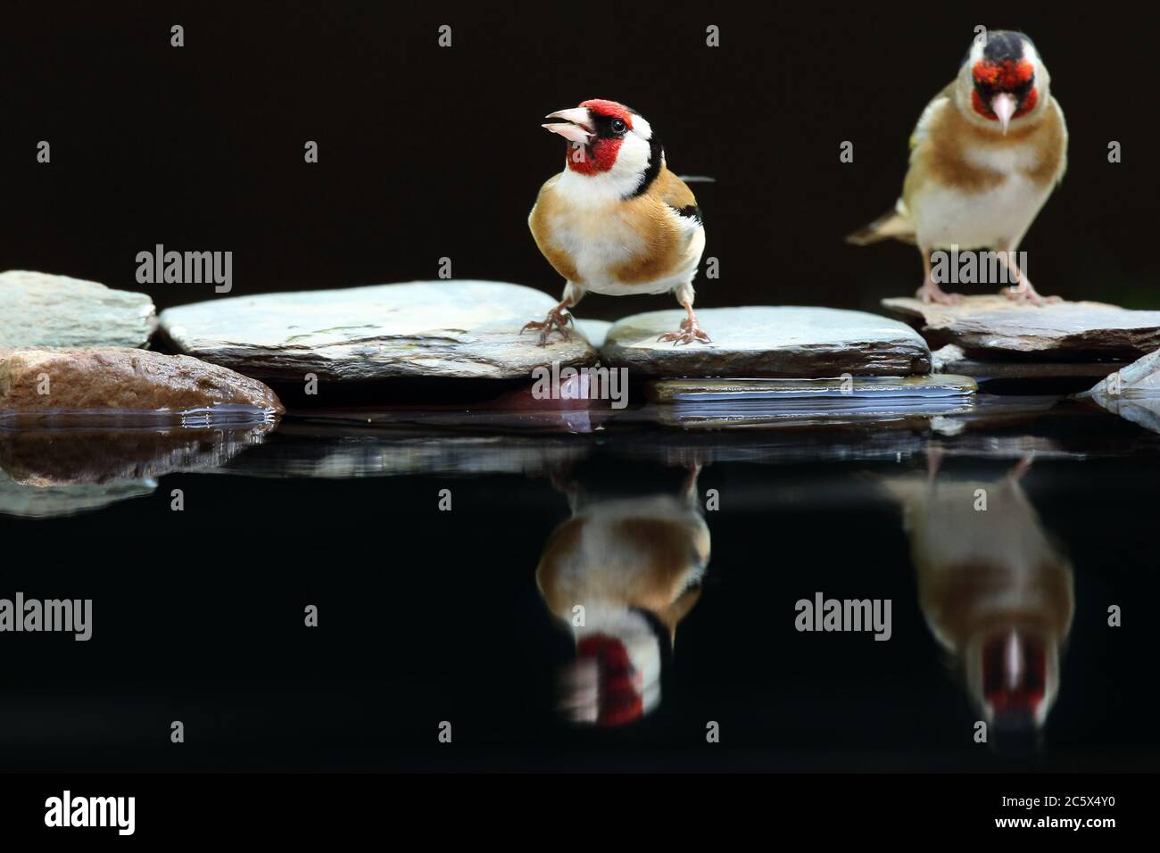 Riflesso di un paio di adulti europei di Goldfinch (Carduelis carduelis), che mostrano un piumaggio caratteristico mentre beve a bordo piscina. Derbyshire, Regno Unito Primavera 2020 Foto Stock