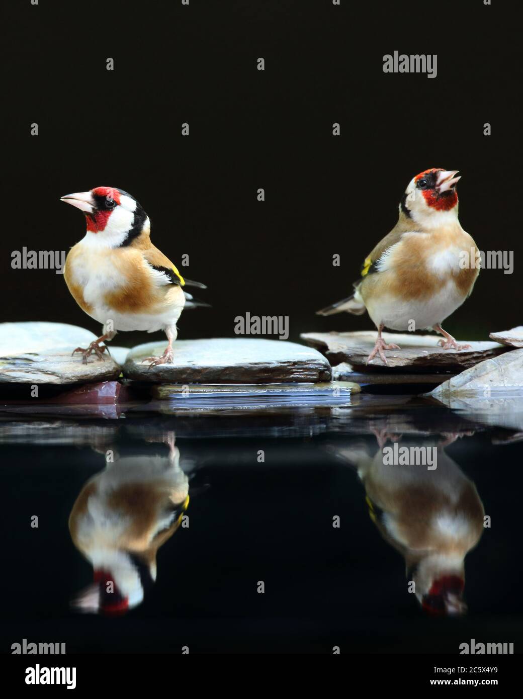 Riflesso di un paio di adulti europei di Goldfinch (Carduelis carduelis), che mostrano un piumaggio caratteristico mentre beve a bordo piscina. Derbyshire, Regno Unito Primavera 2020 Foto Stock